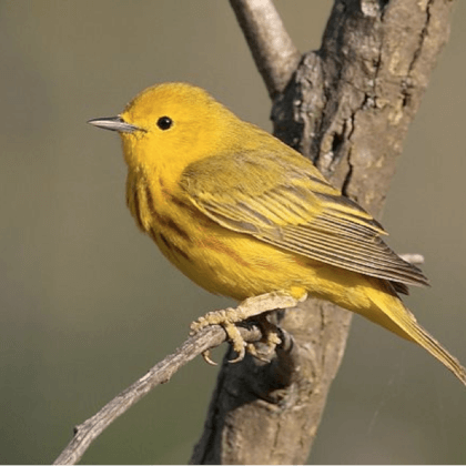 Wildlife and Birdwatching Voyageurs National Park | Rainy Lake Houseboats